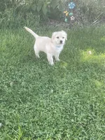 Chelly Roll, a male Pomchi for sale in East Berlin, PA – 2 of 10