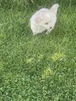 Chubbs, a male Pomchi for sale in East Berlin, PA – 5 of 7