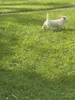 Khalessi, a female Pomchi for sale in East Berlin, PA – 3 of 9