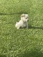Khalessi, a female Pomchi for sale in East Berlin, PA – 4 of 9