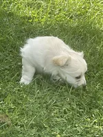Khalessi, a female Pomchi for sale in East Berlin, PA – 2 of 9