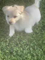 Chubbs, a male Pomchi for sale in East Berlin, PA – 2 of 7