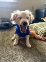 Chubbs, a male Pomchi for sale in East Berlin, PA – 6 of 8