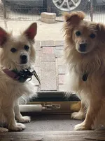 Chelly Roll "CHELLIE", a male Pomchi for sale in East Berlin, PA – 8 of 10
