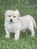 Chelly Roll, a male Pomchi for sale in East Berlin, PA – 1 of 10