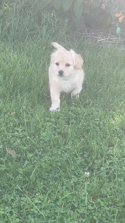 Chelly Roll, a male Pomchi for sale in East Berlin, PA – 10 of 10