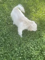 Chubbs, a male Pomchi for sale in East Berlin, PA – 3 of 8