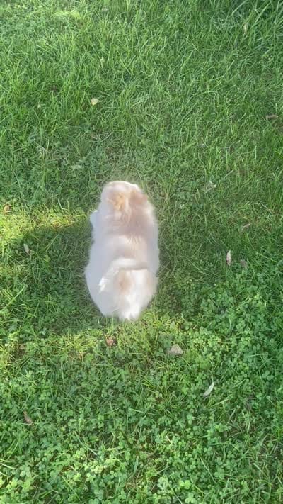 Chubbs, a male Pomchi for sale in East Berlin, PA – 7 of 7