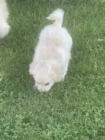 Chubbs, a male Pomchi for sale in East Berlin, PA – 3 of 7