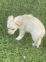 Koral, a female Pomchi for sale in East Berlin, PA – 7 of 10