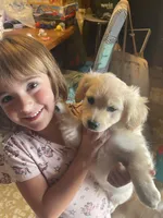 Chelly Roll "CHELLIE", a male Pomchi for sale in East Berlin, PA – 9 of 10