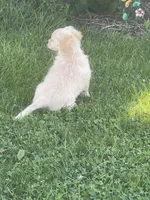 Chelly Roll, a male Pomchi for sale in East Berlin, PA – 5 of 10