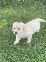 Chelly Roll, a male Pomchi for sale in East Berlin, PA – 9 of 10