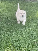 Chelly Roll, a male Pomchi for sale in East Berlin, PA – 7 of 10