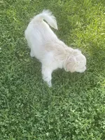 Chubbs, a male Pomchi for sale in East Berlin, PA – 6 of 7