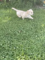 Chelly Roll, a male Pomchi for sale in East Berlin, PA – 6 of 10