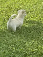 Khalessi, a female Pomchi for sale in East Berlin, PA – 6 of 9