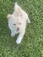 Koral, a female Pomchi for sale in East Berlin, PA – 6 of 10
