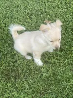 Koral, a female Pomchi for sale in East Berlin, PA – 5 of 10