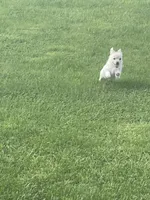 Koral, a female Pomchi for sale in East Berlin, PA – 3 of 10