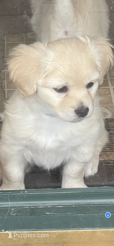 Chelly Roll – Pomchi puppy for sale in East Berlin, PA