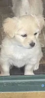 Chelly Roll "CHELLIE", a male Pomchi for sale in East Berlin, PA – 2 of 10