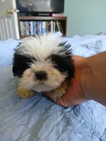 Finnick, a male Shih Tzu for sale in Boonville, NC – 7 of 10
