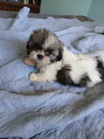 Katniss, a female Shih Tzu for sale in Boonville, NC – 7 of 10