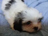 Lucy Gray, a female Shih Tzu for sale in Boonville, NC – 5 of 10