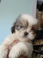 Haymitch, a male Shih Tzu for sale in Boonville, NC – 3 of 9