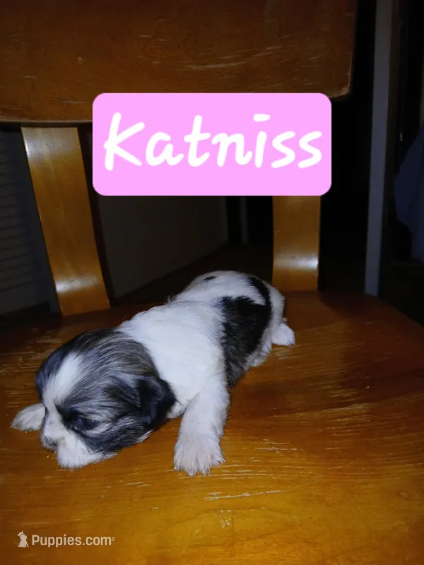 Katniss – Shih Tzu puppy for sale in Boonville, NC