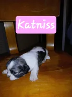 Katniss, a female Shih Tzu for sale in Boonville, NC – 2 of 10