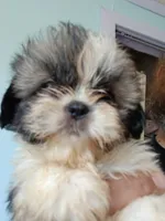 Katniss, a female Shih Tzu for sale in Boonville, NC – 4 of 10