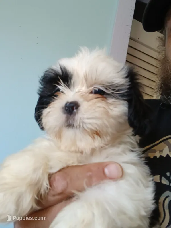 Cinna – Shih Tzu puppy for sale in Boonville, NC