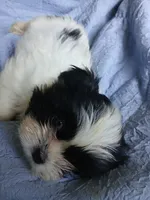 Beetee, a male Shih Tzu for sale in Boonville, NC – 4 of 8