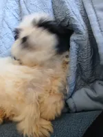 Finnick, a male Shih Tzu for sale in Boonville, NC – 6 of 10