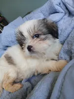 Haymitch, a male Shih Tzu for sale in Boonville, NC – 6 of 9