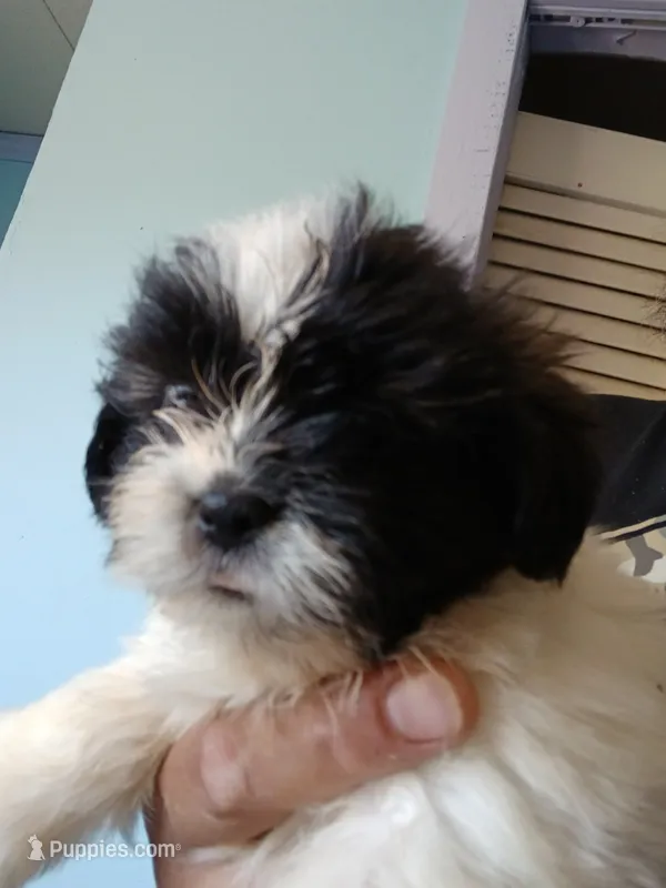 Snow – Shih Tzu puppy for sale in Boonville, NC