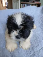 Snow, a male Shih Tzu for sale in Boonville, NC – 5 of 8