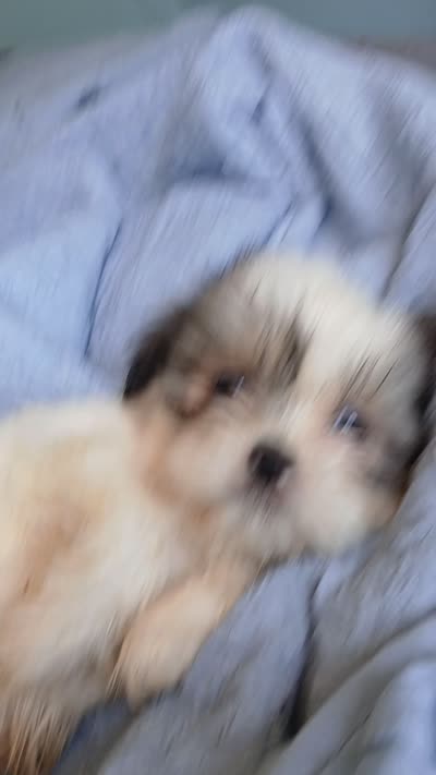 Haymitch, a male Shih Tzu for sale in Boonville, NC – 9 of 9