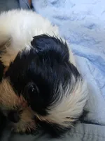 Beetee, a male Shih Tzu for sale in Boonville, NC – 5 of 8
