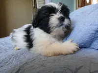 Snow, a male Shih Tzu for sale in Boonville, NC – 6 of 8