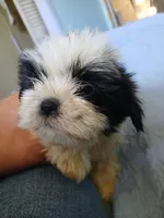 Finnick, a male Shih Tzu for sale in Boonville, NC – 4 of 10