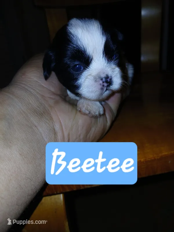 Beetee – Shih Tzu puppy for sale in Boonville, NC