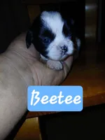 Beetee, a male Shih Tzu for sale in Boonville, NC – 2 of 8