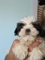 Finnick, a male Shih Tzu for sale in Boonville, NC – 3 of 10