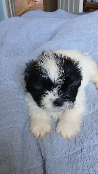 Snow, a male Shih Tzu for sale in Boonville, NC – 8 of 8