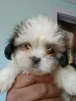 Lucy Gray, a female Shih Tzu for sale in Boonville, NC – 3 of 10
