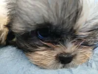Katniss, a female Shih Tzu for sale in Boonville, NC – 5 of 10