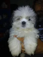 Sergei, a male Shih Tzu for sale in Mount Airy, NC – Photo 2 of 7